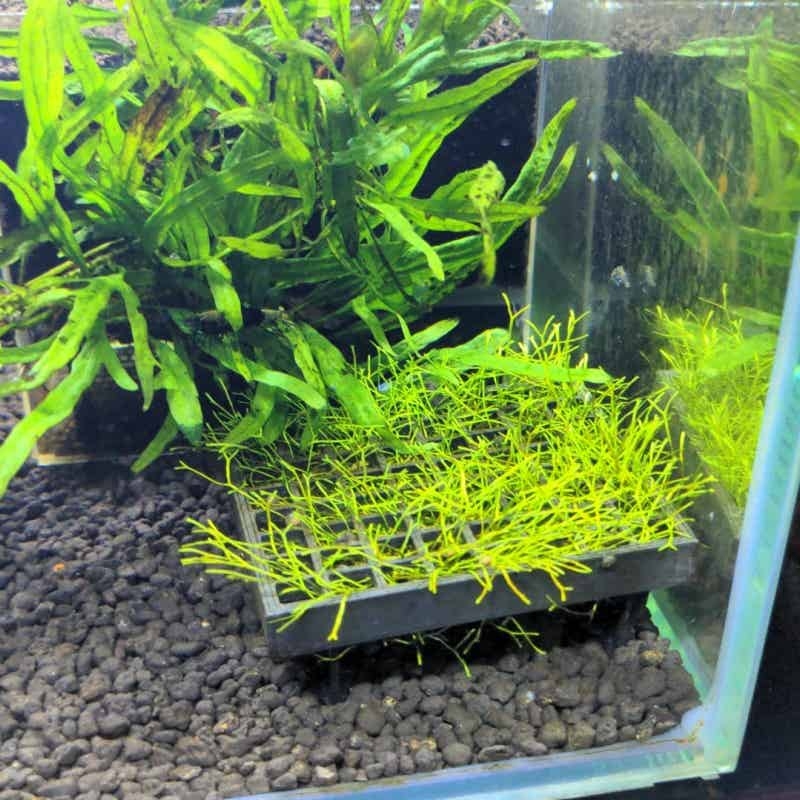 Сетчатый держатель для мха для – обзор и цена Aquarium Fish Elevator