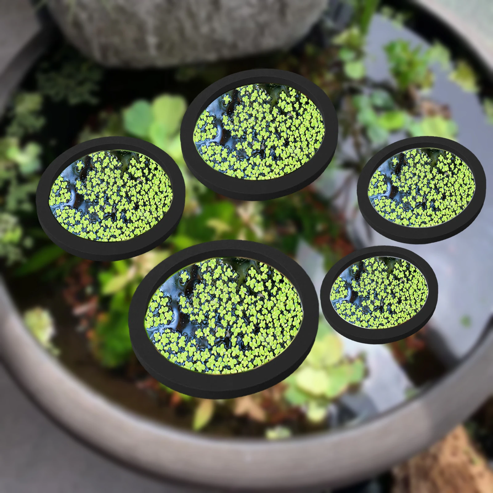 5 шт., кольцо для кормления ры – обзор и цена Aquarium Fish Accessories