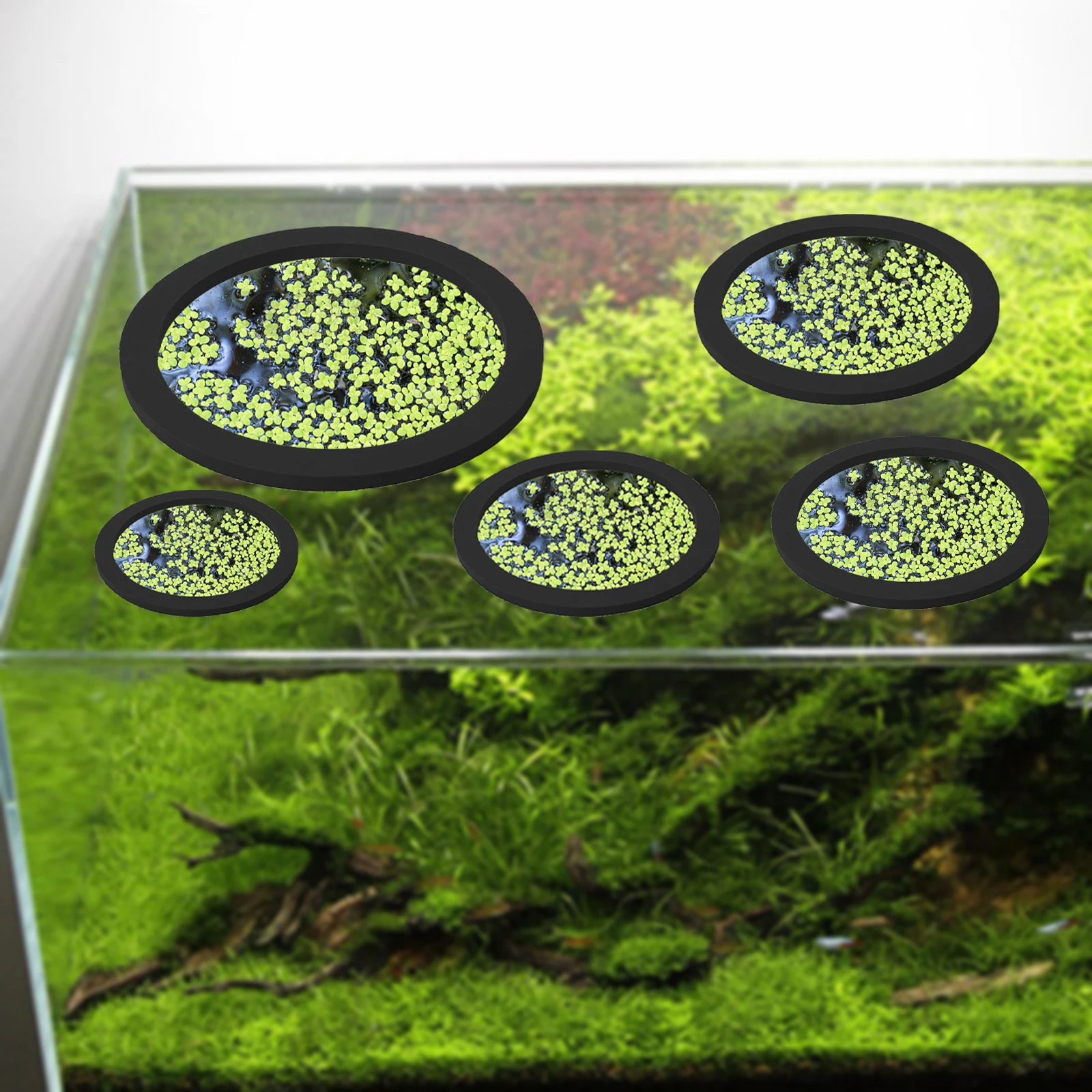 5 шт., кольцо для кормления ры – обзор и цена Aquarium Fish Accessories