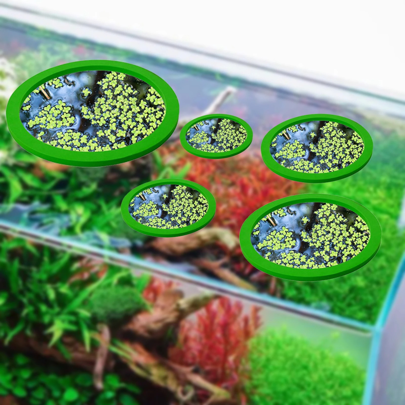 5 шт., кольцо для кормления ры – обзор и цена Aquarium Fish Accessories
