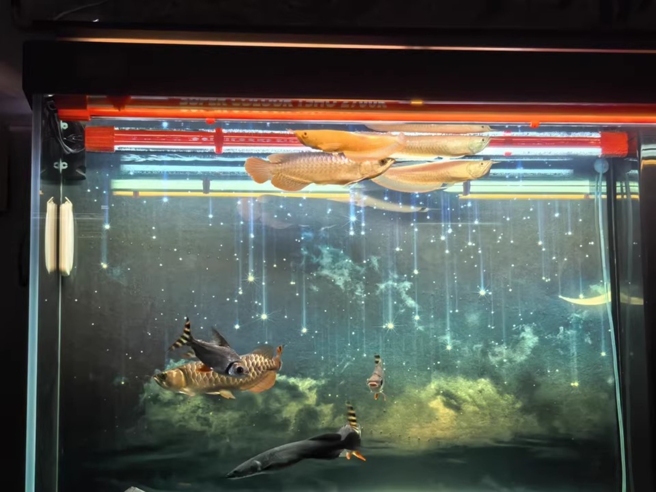 Красная лампа Arowana, особый  – обзор и цена Aquarium Fish Colorful